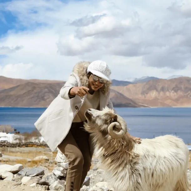 Solo female traveler enjoying a safe and scenic trip in Ladakh, petting a local goat with Pangong Lake and mountains in the background.