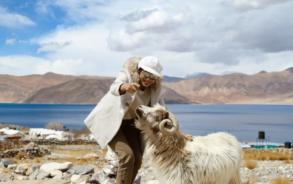 Solo female traveler enjoying a safe and scenic trip in Ladakh, petting a local goat with Pangong Lake and mountains in the background.